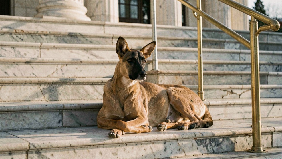 A large fawn dog with a black mask lies at the foot of wide marble capitol steps, forepaws crossed, a brass handrail catching late afternoon light