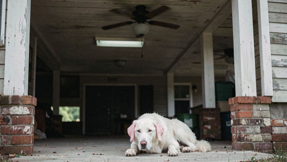 A white coated dog with pink rimmed ears lies in the deep shade under a house raised on brick piers, a ceiling fan turning above the porch boards