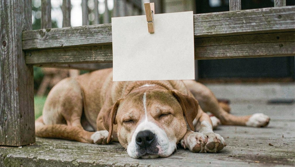 A plain paper card clipped to a porch rail above a sleeping short coated tan dog with a white blaze on its muzzle
